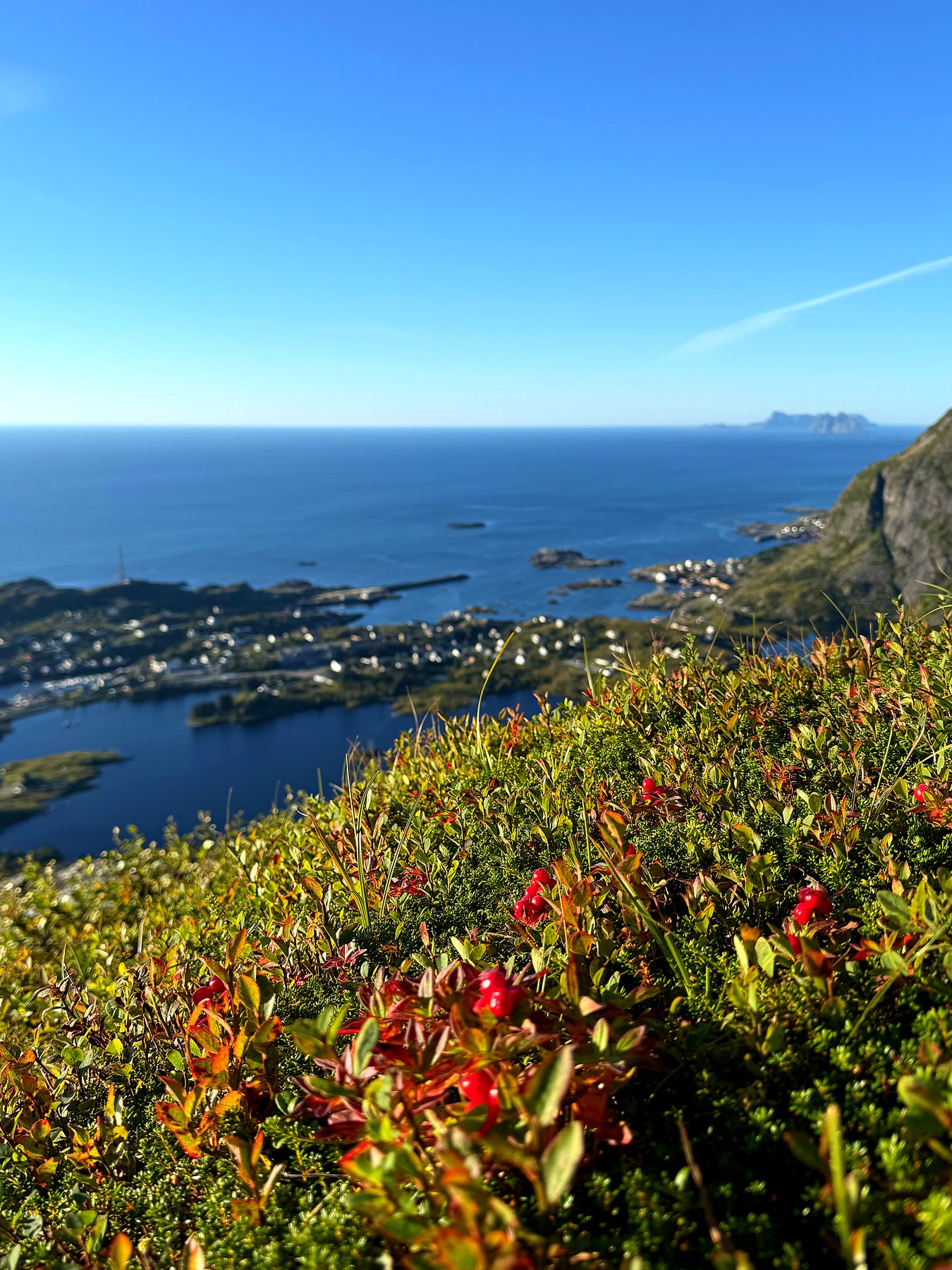 Lingonberries in the foreground with a view over the sea and islands from Kollfjellet