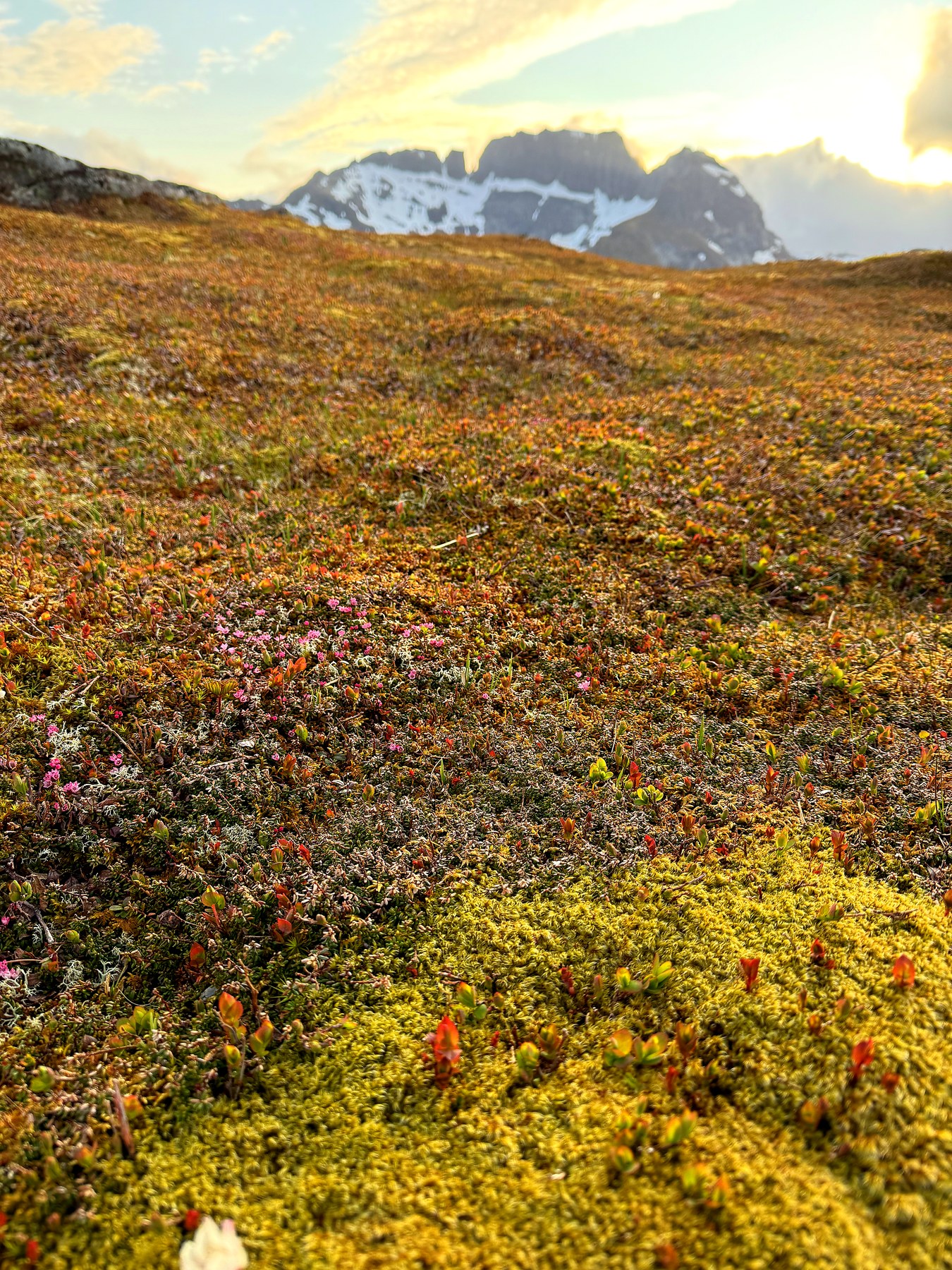 Autumn colours in the heather on Kollfjellet with snow-capped peaks behind
