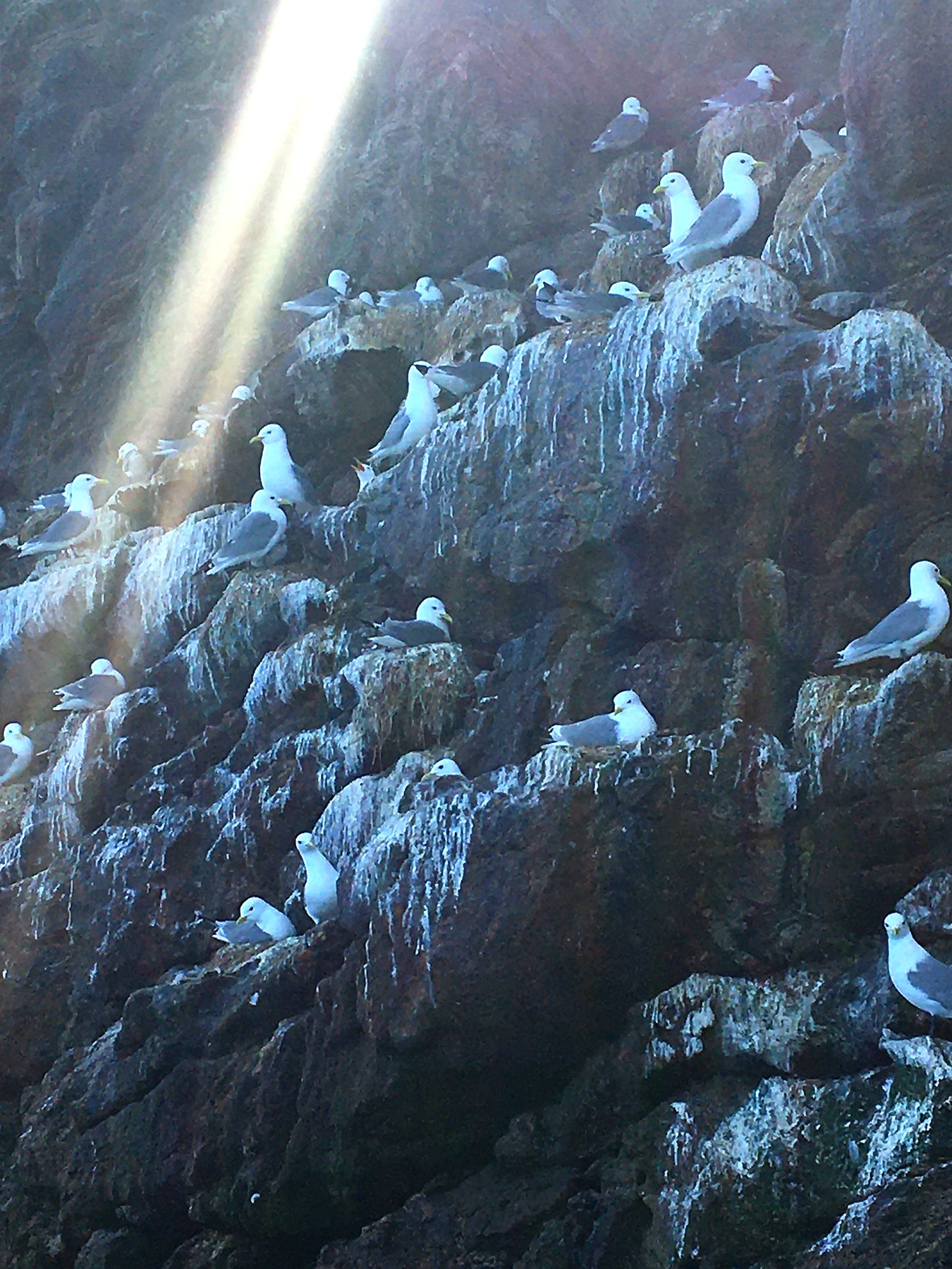 Bird cliff at Røst